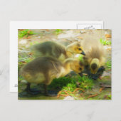 Niedlich Gosling Postkarte (Vorne/Hinten)