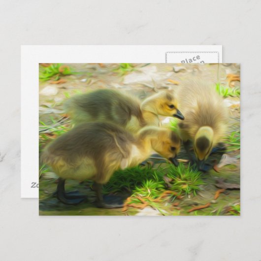 Niedlich Gosling Postkarte (Vorne/Hinten)