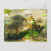 Niedlich Gosling Postkarte (Vorderseite)