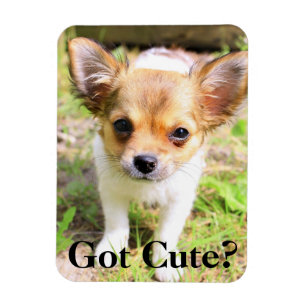 Niedlich got? Welpe Magnet