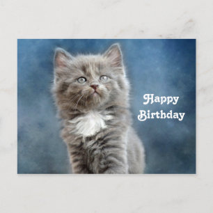 Niedlich Grau und White Kitten Foto Geburtstag Postkarte