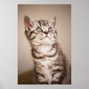Niedlich Gray British Kurz Hair Kitten (Blue Tabby Poster
