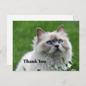 Niedlich Gray Kitten Blue Eyes Foto Vielen Dank Postkarte (Vorne/Hinten)