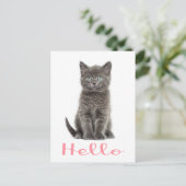 Niedlich Gray Kitten Freundschaft Hallo Cat Postca Postkarte (Stehend Vorderseite)