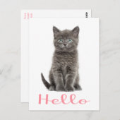 Niedlich Gray Kitten Freundschaft Hallo Cat Postca Postkarte (Vorne/Hinten)