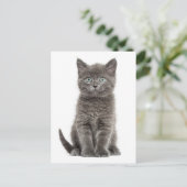 Niedlich Gray Kitten Hallo Liebe Kitty Cat Postkarte (Stehend Vorderseite)