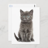 Niedlich Gray Kitten Hallo Liebe Kitty Cat Postkarte (Vorne/Hinten)