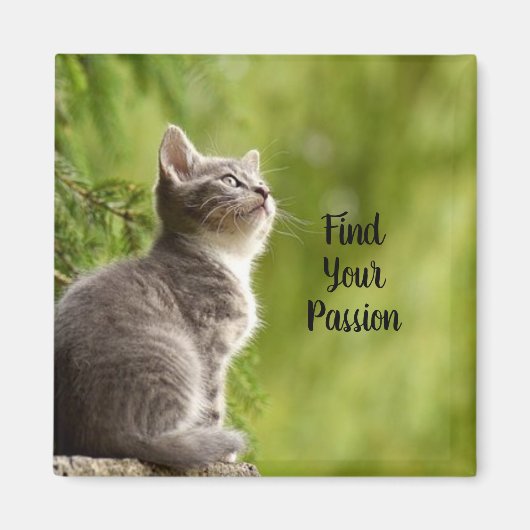 Niedlich Gray Kitten Magnet (Vorne)