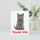 Niedlich Gray Kitten Vielen Dank Cat Postcard Postkarte (Stehend Vorderseite)