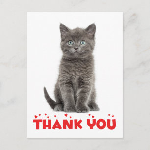 Niedlich Gray Kitten Vielen Dank Cat Postcard Postkarte