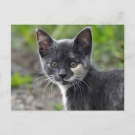 Niedlich Gray Tortoiseshell Cat Foto Postkarte