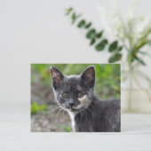 Niedlich Gray Tortoiseshell Cat Foto Postkarte (Stehend Vorderseite)