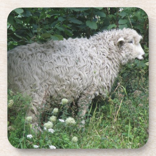 Niedlich Greedy Sheep Eating Cork Untersetzer (Vorderseite)