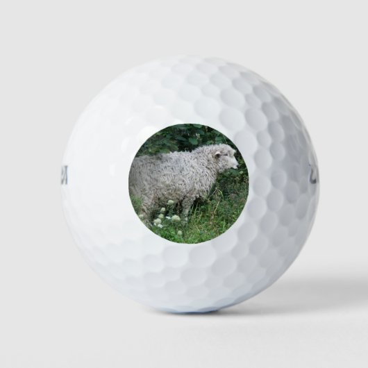 Niedlich Greedy Sheep Eating Golf Ball (Vorderseite)
