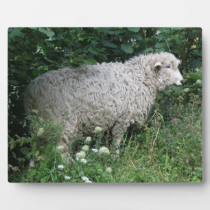 Niedlich Greedy Sheep Eating Plaque Fotoplatte