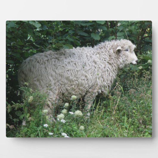Niedlich Greedy Sheep Eating Plaque Fotoplatte (Vorderseite)