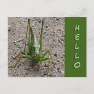 Niedlich Green Grasshopper Nah HELLO Postcard Postkarte