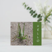 Niedlich Green Grasshopper Nah HELLO Postcard Postkarte (Stehend Vorderseite)