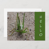 Niedlich Green Grasshopper Nah HELLO Postcard Postkarte (Vorne/Hinten)