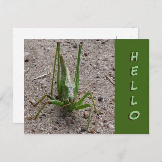 Niedlich Green Grasshopper Nah HELLO Postcard Postkarte (Vorne/Hinten)