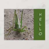Niedlich Green Grasshopper Nah HELLO Postcard Postkarte (Vorderseite)