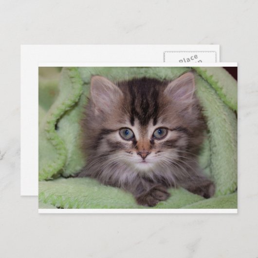 Niedlich Grey Kitten auf der grünen Blanket Postka Postkarte (Vorne/Hinten)