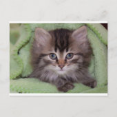 Niedlich Grey Kitten auf der grünen Blanket Postka Postkarte (Vorderseite)