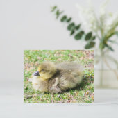 Niedlich Greylag Gosling Postkarte (Stehend Vorderseite)
