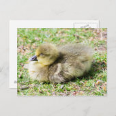 Niedlich Greylag Gosling Postkarte (Vorne/Hinten)