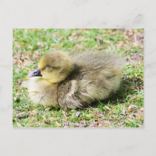 Niedlich Greylag Gosling Postkarte