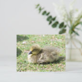 Niedlich Greylag Gosling Postkarte (Stehend Vorderseite)