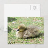 Niedlich Greylag Gosling Postkarte (Vorne/Hinten)