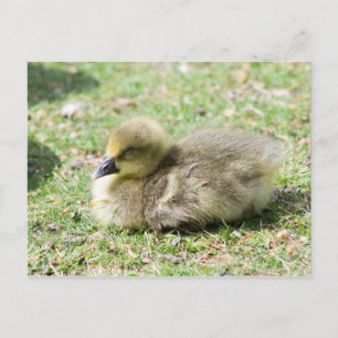 Niedlich Greylag Gosling Postkarte