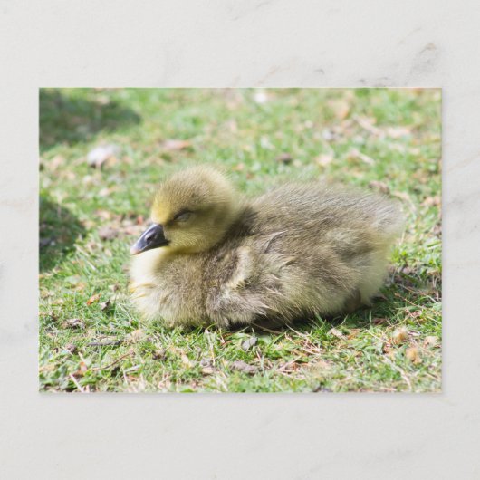 Niedlich Greylag Gosling Postkarte (Vorderseite)