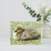 Niedlich Greylag Gosling Postkarte (Stehend Vorderseite)