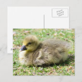 Niedlich Greylag Gosling Postkarte (Vorne/Hinten)