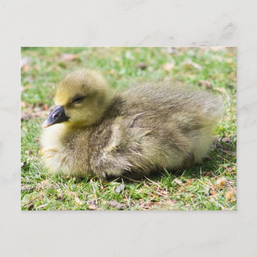 Niedlich Greylag Gosling Postkarte (Vorderseite)