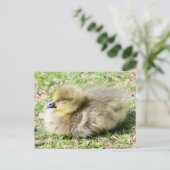 Niedlich Greylag Gosling Postkarte (Stehend Vorderseite)