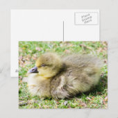 Niedlich Greylag Gosling Postkarte (Vorne/Hinten)