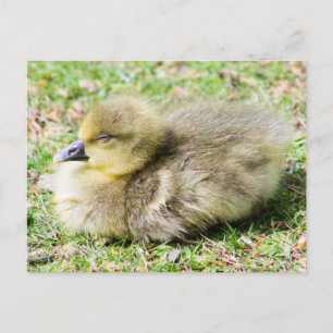 Niedlich Greylag Gosling Postkarte