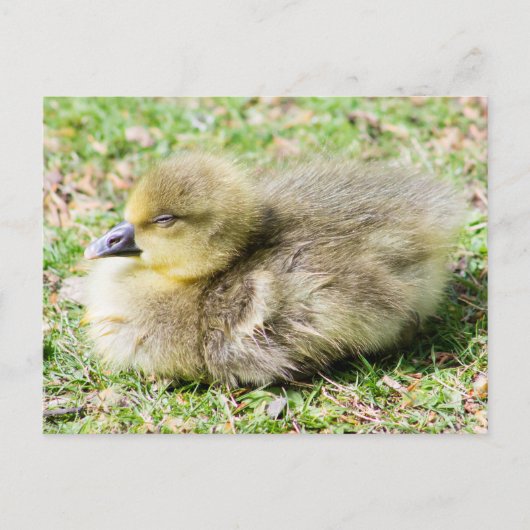 Niedlich Greylag Gosling Postkarte (Vorderseite)