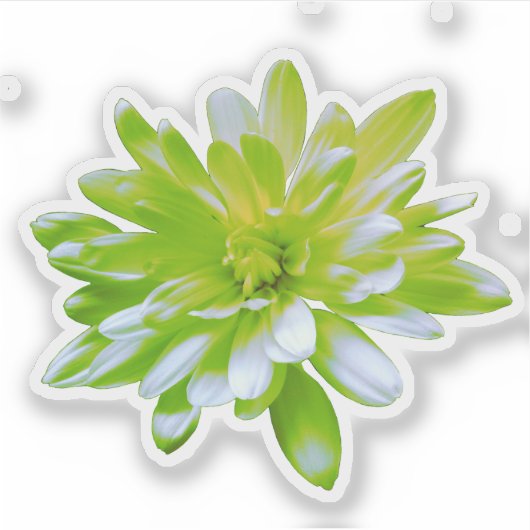 Niedlich grüne blühende Blume Grün daisy Aufkleber (Vorderseite)
