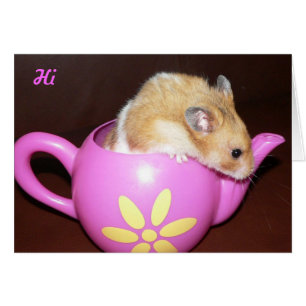 Niedlich Hamster