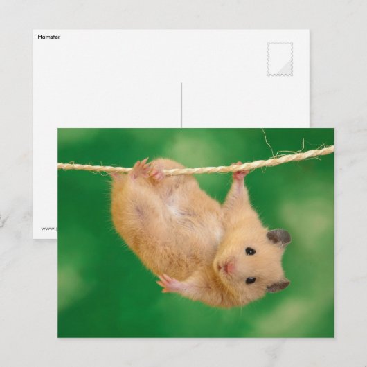 Niedlich Hamster Postkarte (Vorne/Hinten)