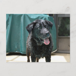 Niedlich Happy Nass Black Lab steht auf Pool Deck Postkarte
