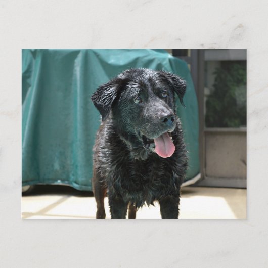Niedlich Happy Nass Black Lab steht auf Pool Deck Postkarte (Vorderseite)