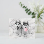 Niedlich Happy Siberian Husky Hunde blasen Blubble Postkarte (Stehend Vorderseite)