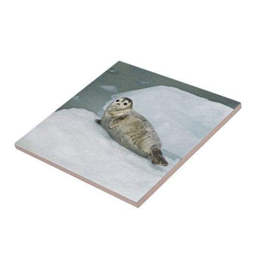 Niedlich Harbour Siegel on Snow Fliese (Seite)