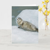 Niedlich Harbour Siegel on Snow Karte (Gelbe Blume)