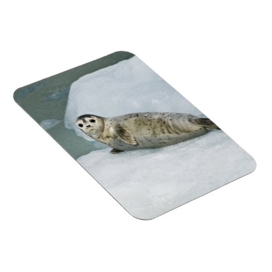 Niedlich Harbour Siegel on Snow Magnet (Rechte Seite)